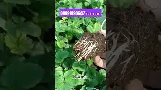 Старт продаж, рассада сдеком #рассадаклубники #клубника #рек #garden #strawberry #дача #огород