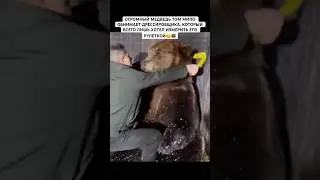БУРЫЙ МЕДВЕДЬ НЕ ПОНЯЛ ИЗМЕРЕНИЙ И СТАЛ ЛАСКОВО ЛИЗАТЬ И ОБНИМАТЬ ЧЕЛОВЕКА 