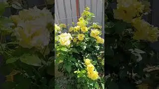 Цветущий сад #garden #сад #дача #цветы #розы #rose