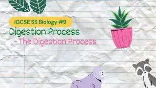Digestion Process | iGCSE SS Bio #9