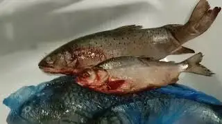 Готовлю рыбу к копчению