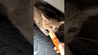 kitty need help