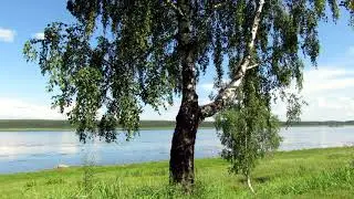 берёза