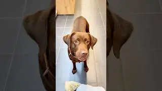 Your DOG is expensive 😵‍💫