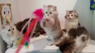 NASTASIA'S KITTENS