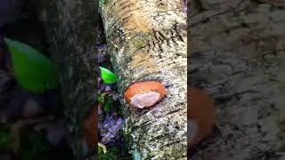 Губка эта несъедобна