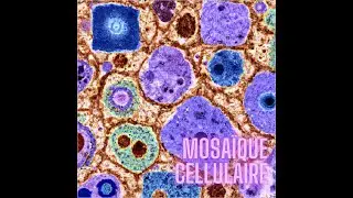 Mosaïque cellulaire