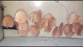 super map discus fish