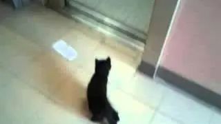 милые котята