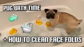 Pug Puppy Bath Routine + How To Properly Clean Face Folds