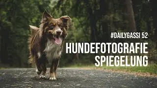 Hundefotografie Spiegelung [DailyGassi #52]