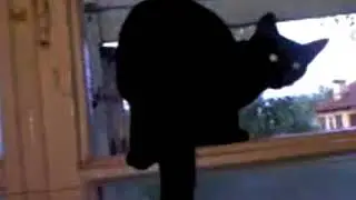 СПАЛИЛИ