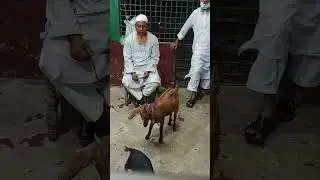 কিশোরগঞ্জ পাগলা মসজিদ এ যেভাবে নিলামে গবাদিপশু বিক্রি হয়।