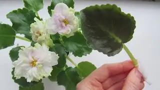ФИАЛКИ/ ПОКУПКИ/ ПРЕКРАСНЫЕ НОВИНКИ❤