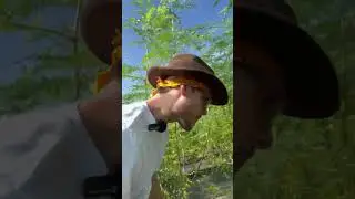 Harness the Power of Nature  Harvesting Moringa Flowers for Abundance and Benefits