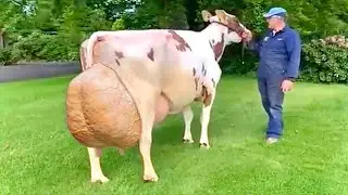 Pardo Suizo highest milking cow in the world☀️brown swiss cow☀️gyr gae☀️holstein☀️jersey cow