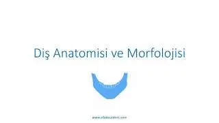 Diş Anatomisi ve Fizyolojisi | Diş Anatomisi ve Morfolojisi