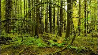 Forest Drone Vibes - Dyrland Productions - DPdrones