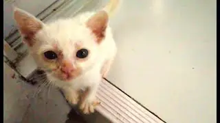 Messy eater, super hungry kitten Benito.