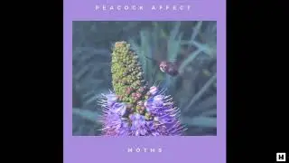 Peacock Affect -  Moths