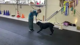 Танцы с собаками! Кане корсо - танцует!
