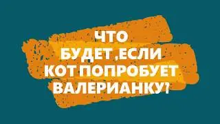 ЧТО БУДЕТ ,ЕСЛИ КОТ ПОПРОБУЕТ ВАЛЕРИАНКУ ???