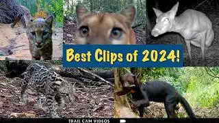 Best Trail Cam Wildlife of 2024 – Mountain Lions, Ocelots & the Carolina Woods