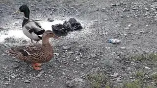 Ducks
