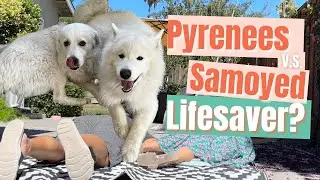 Great Pyrenees PK Samoyed: Who Will Save the Day?   #pyrenees #samoyed #funnydogvideos