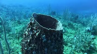Giant barrel sponge (Гигантская бочковая губка)