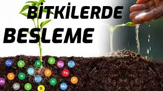 TARIMDA BİTKİ BESLEME ÜRÜNLERİ KULLANIMI | TARIMDA BAŞARI