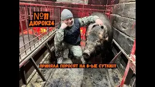 №11 АГРЕССИВНАЯ СВИНОМАТКА ВСЁ-ТАКИ ПРИНЯЛА ПОРОСЯТ!!!