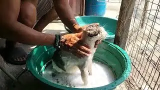 How to bathe your cat that hates water.