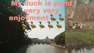 my all duck is very enjoyment🦆🦆🦆🦆🦆🦆🦆🦆🦆🦆🦆🦆🦆