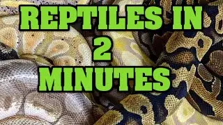 All about  blood pythons!  Our blood python short!