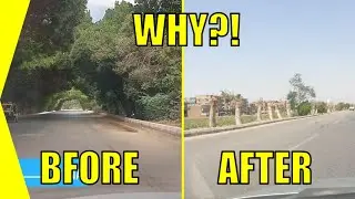 🇪🇬 NO MORE TREES 🇪🇬