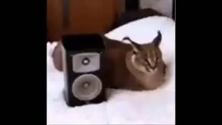 Floppa