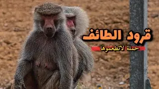 قرود الطايف 