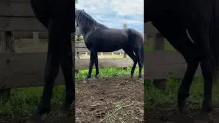 Карачаевский жеребец