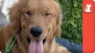 Kanga the Blind Golden - Tails of Hope
