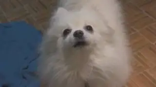 webm 45