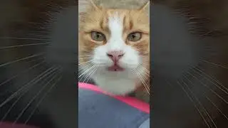 Утро с соседом