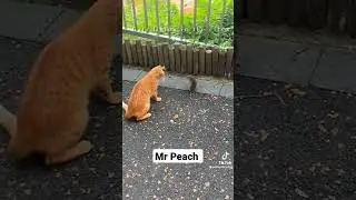 Кот и крыса #саt
