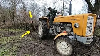 Plum Pulling / Apple Pruning
