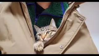 Will cats also rely on human power to bully other cats?🐱🤣| SD猫の夢島💗