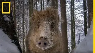 These wild boars are fighting in the snow