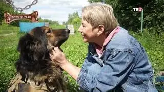 Symiko.ru | Собака Рекс ищет дом. Отдаем бесплатно. Собаки в дар в добрые руки.