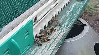 А вы знали, как пчелы доставляют пыльцу в соты?