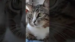 СМЕШНЫЕ КОШКИ, ПРИКОЛЫ С КОШКАМИ, МЫ ЛИ КОТА 😹