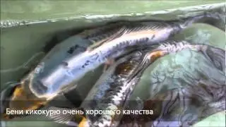 Селекция годовичков карпов кои